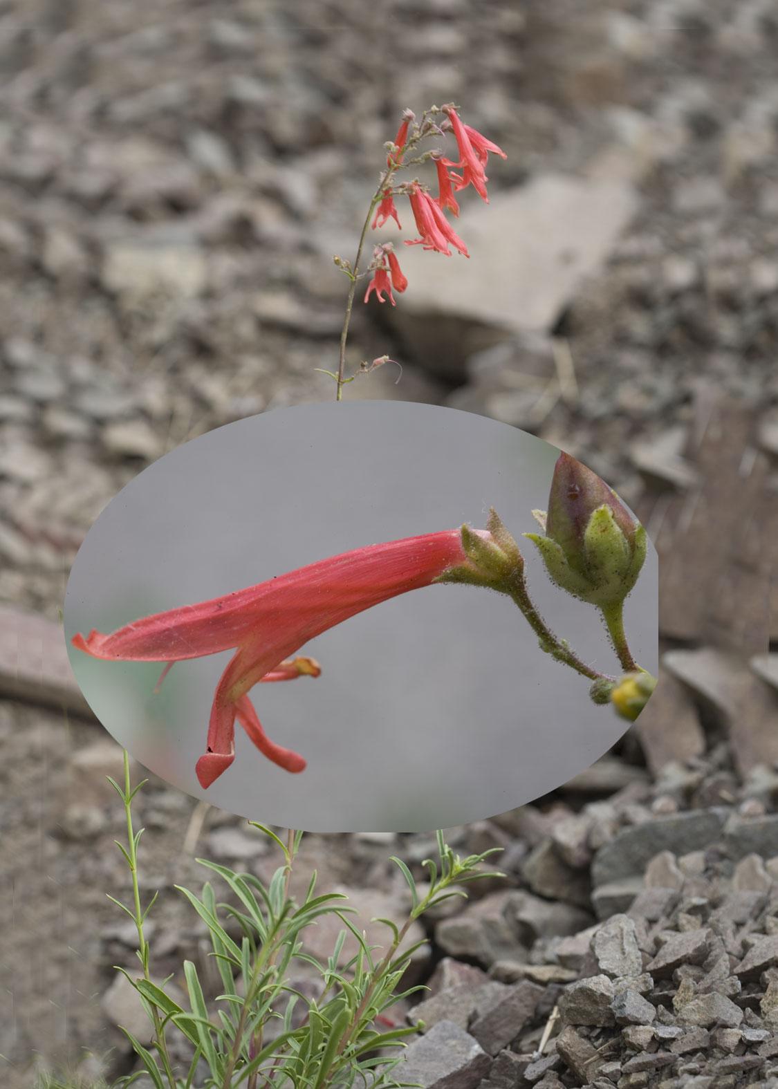 Red Penstemon (Penstemon Rojo)