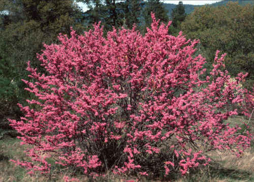 Redbud (Ciclamor)