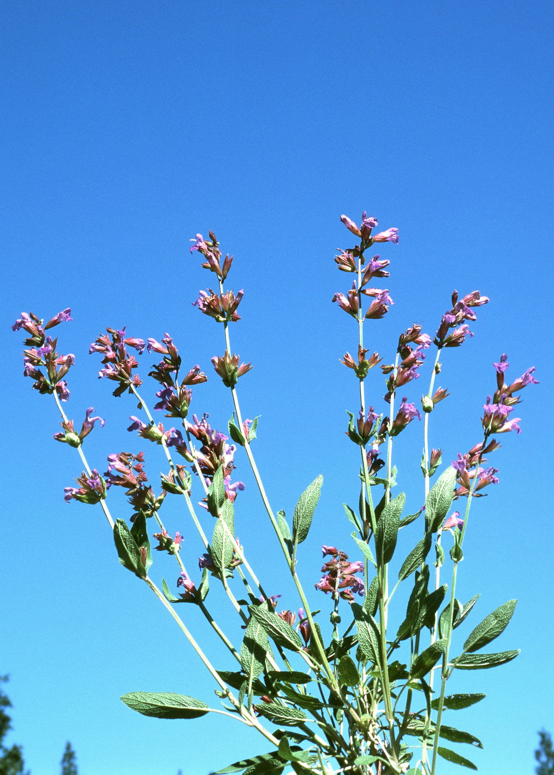 Sage (Salvia)
