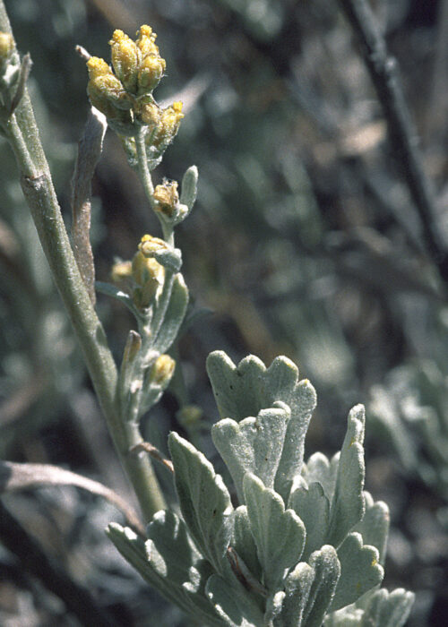 Sagebrush (Artemisa)