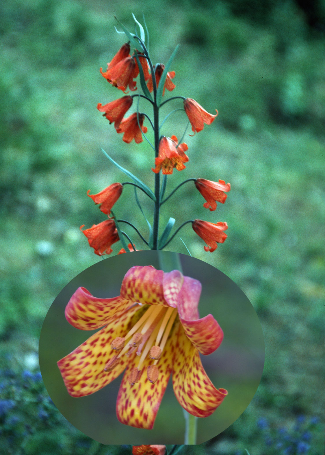 Scarlet Fritillary (Fritilaria Escarlata)