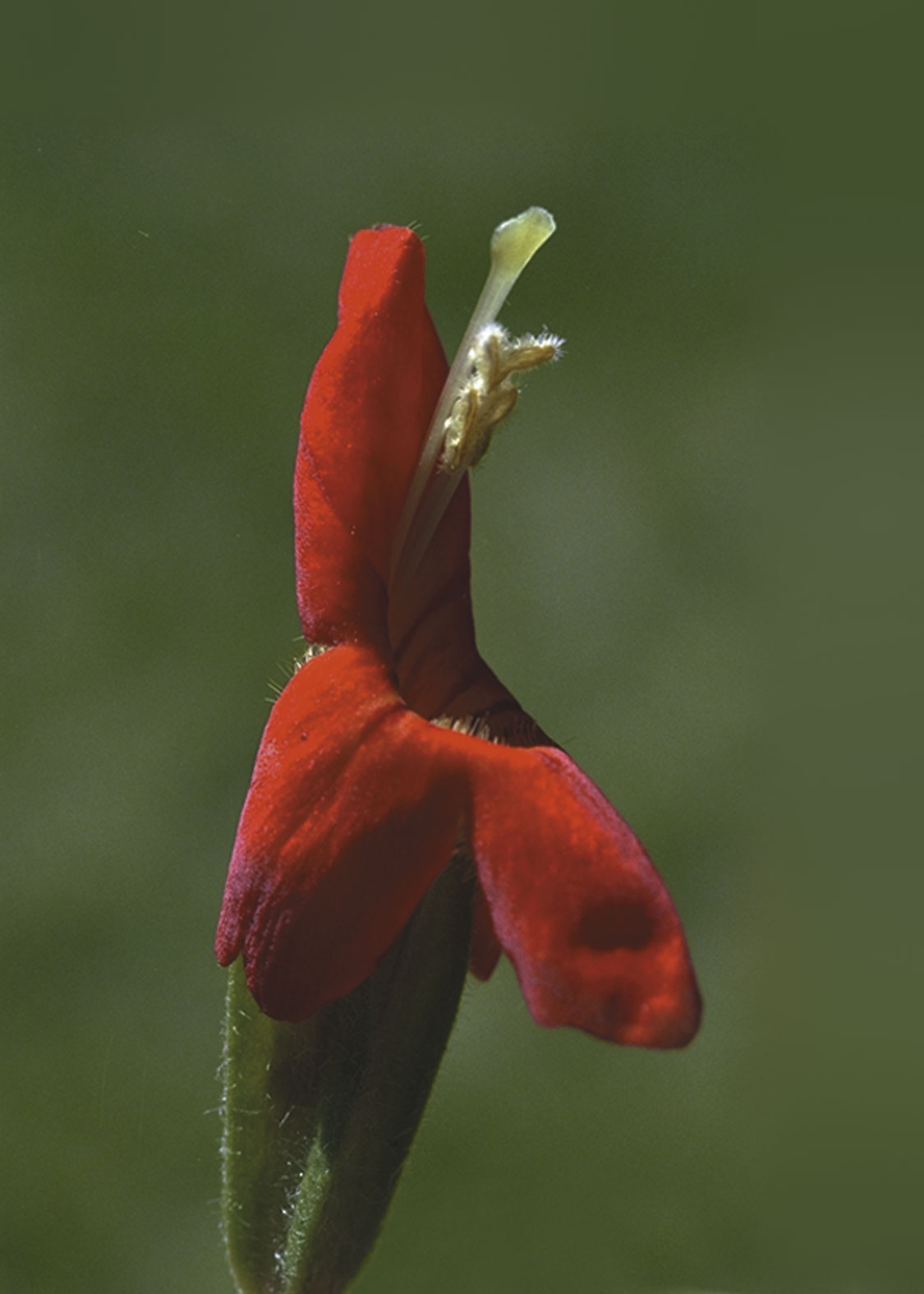Scarlet Monkey Flower (Mímulo Escarlata)