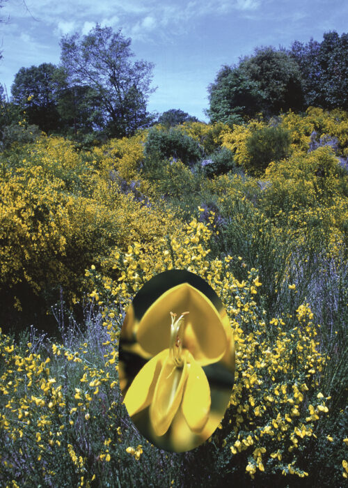 Scotch Broom (Renata, Genista)