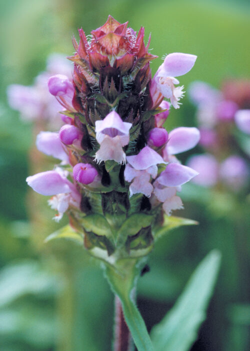 Self Heal (Consuelda menor,Érico)