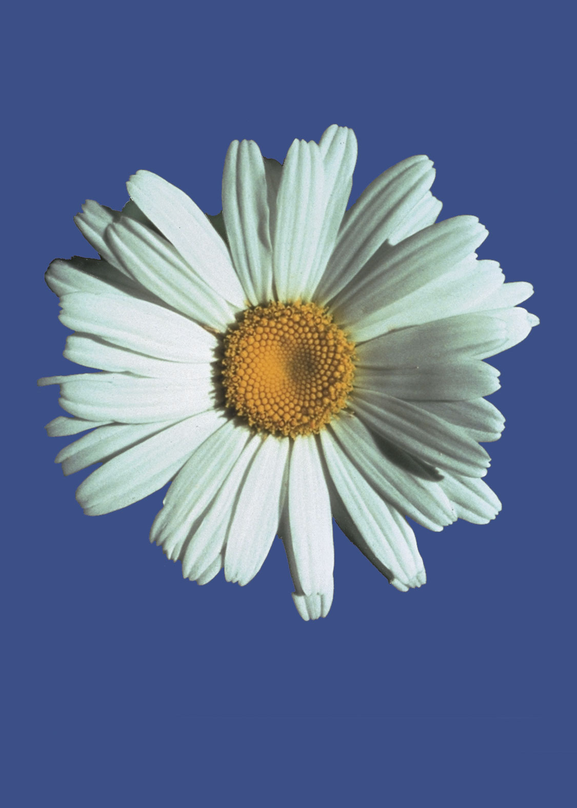 Shasta Daisy (Margarita Reina)