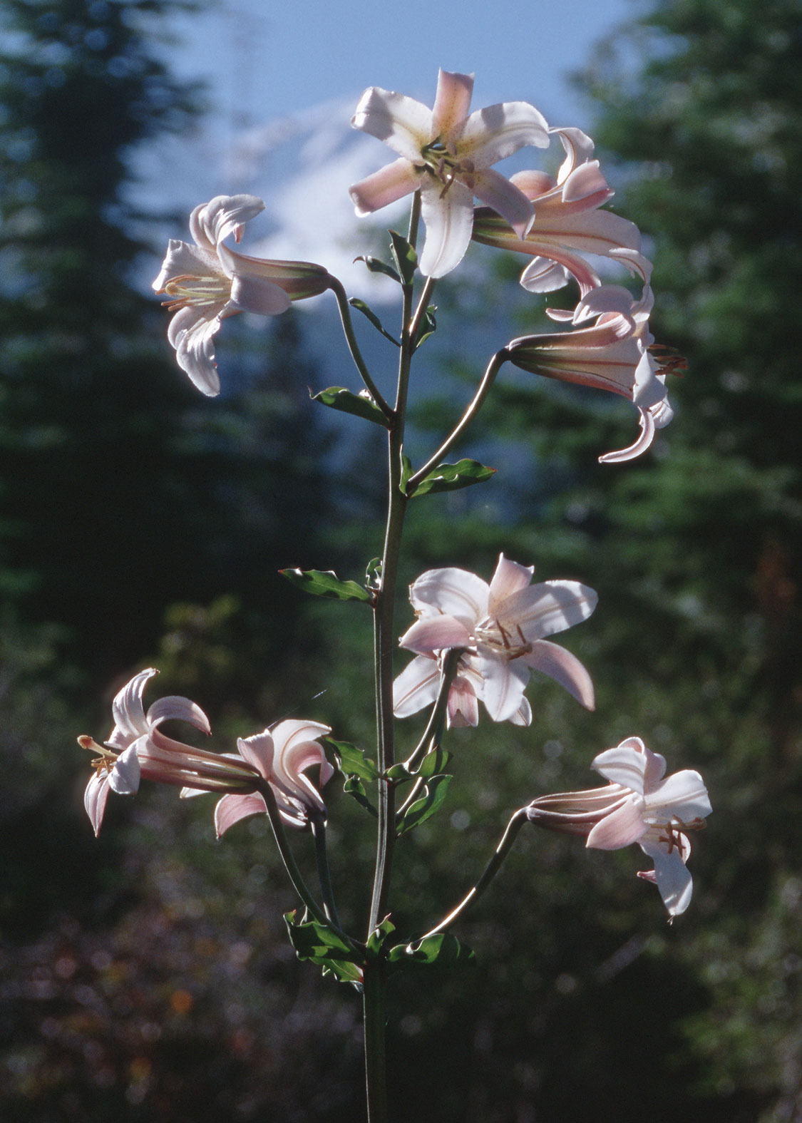 Shasta Lily (Lirio Shasta)
