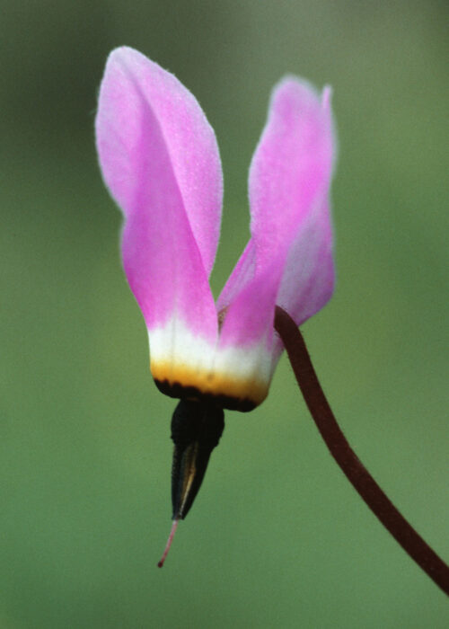 Shooting Star (Estrella Fugaz)