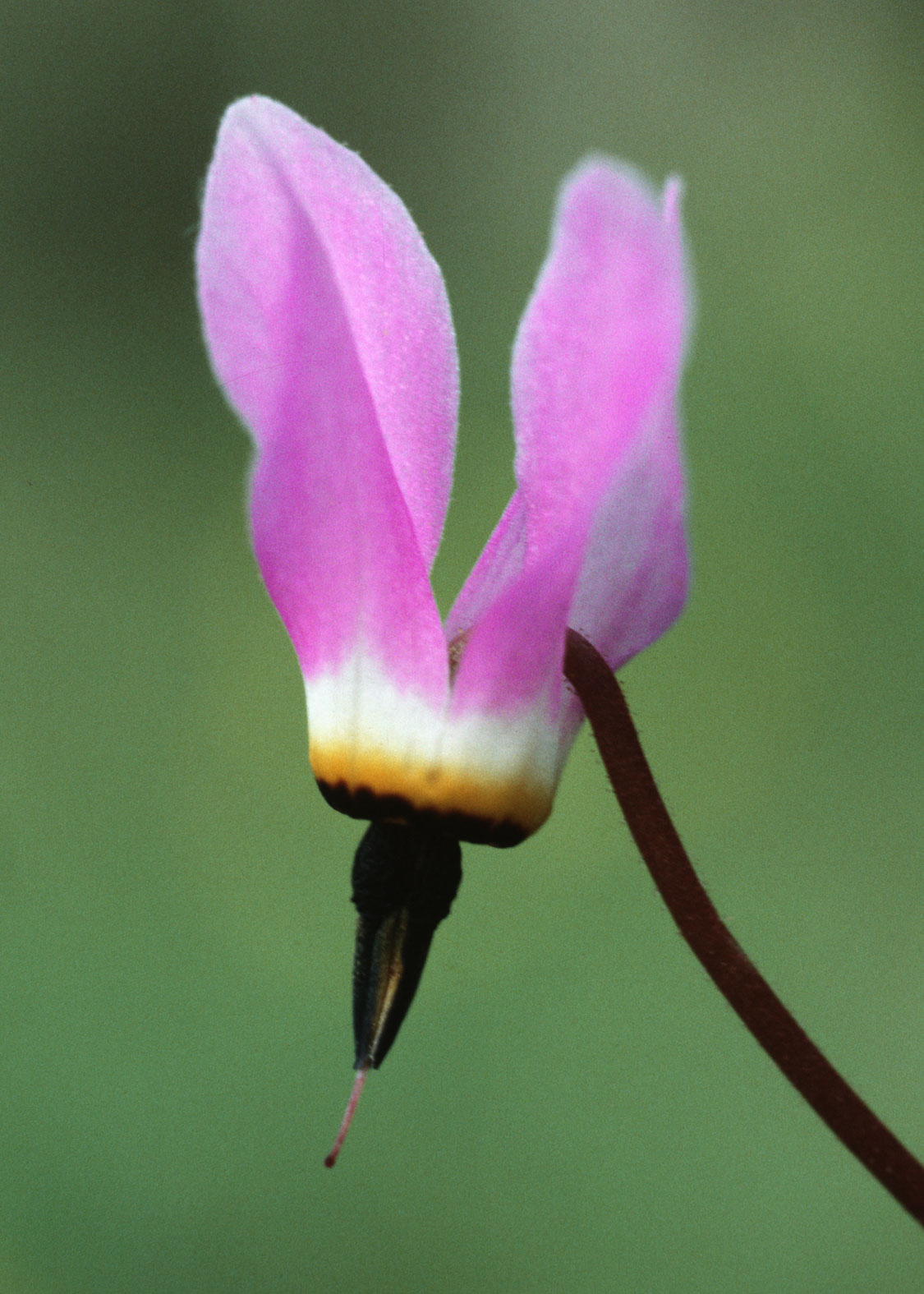 Shooting Star (Estrella Fugaz)