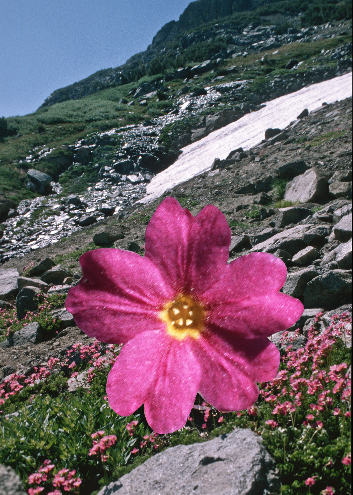 Sierra Primrose (Prímula de la Sierra)