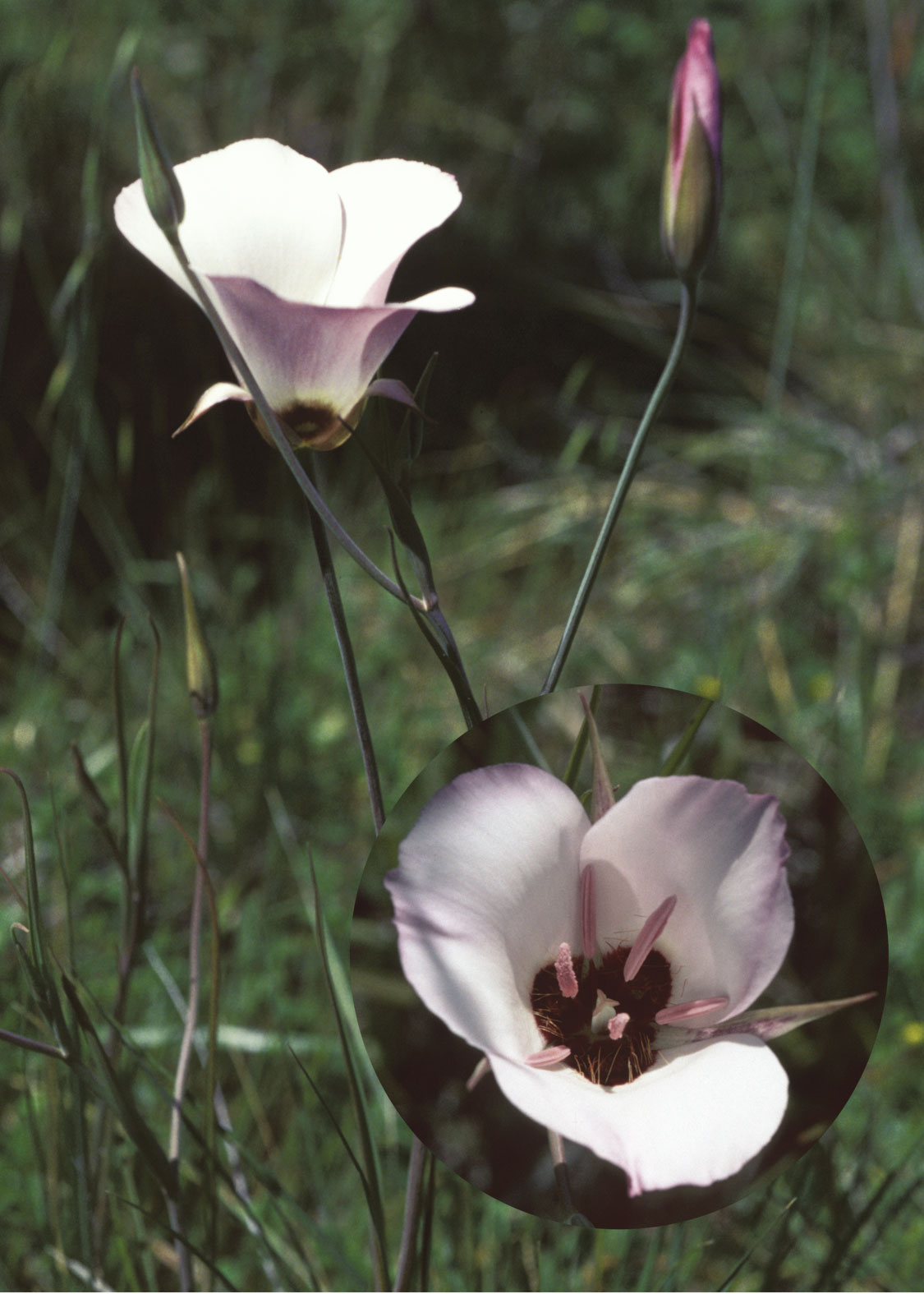 Splendid Mariposa Lily (Espléndido Lirio Mariposa)