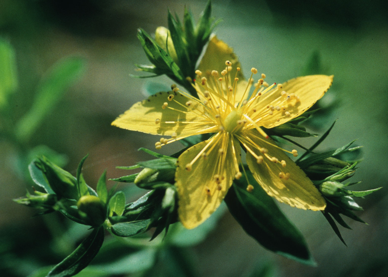 Saint John’s Wort (Hipérico, Corazoncillo, Hierba de San Juan)