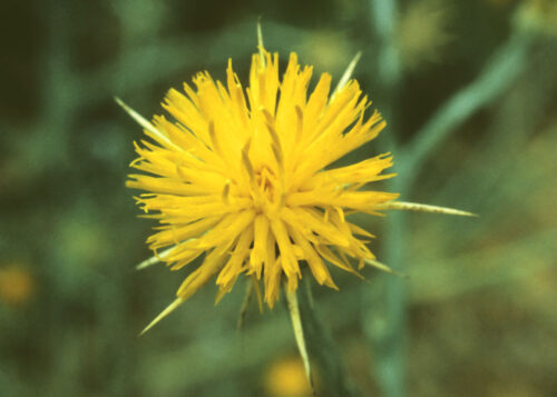 Star Thistle (Cardo Estrellado, Estrella del Solsticio, Cardo Abrepuño)