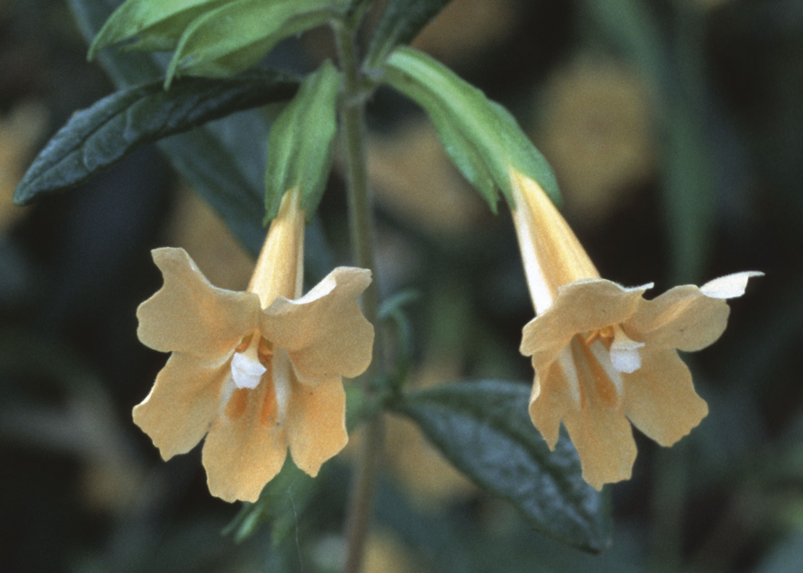 Sticky Monkey Flower (Mímulo Viscoso)