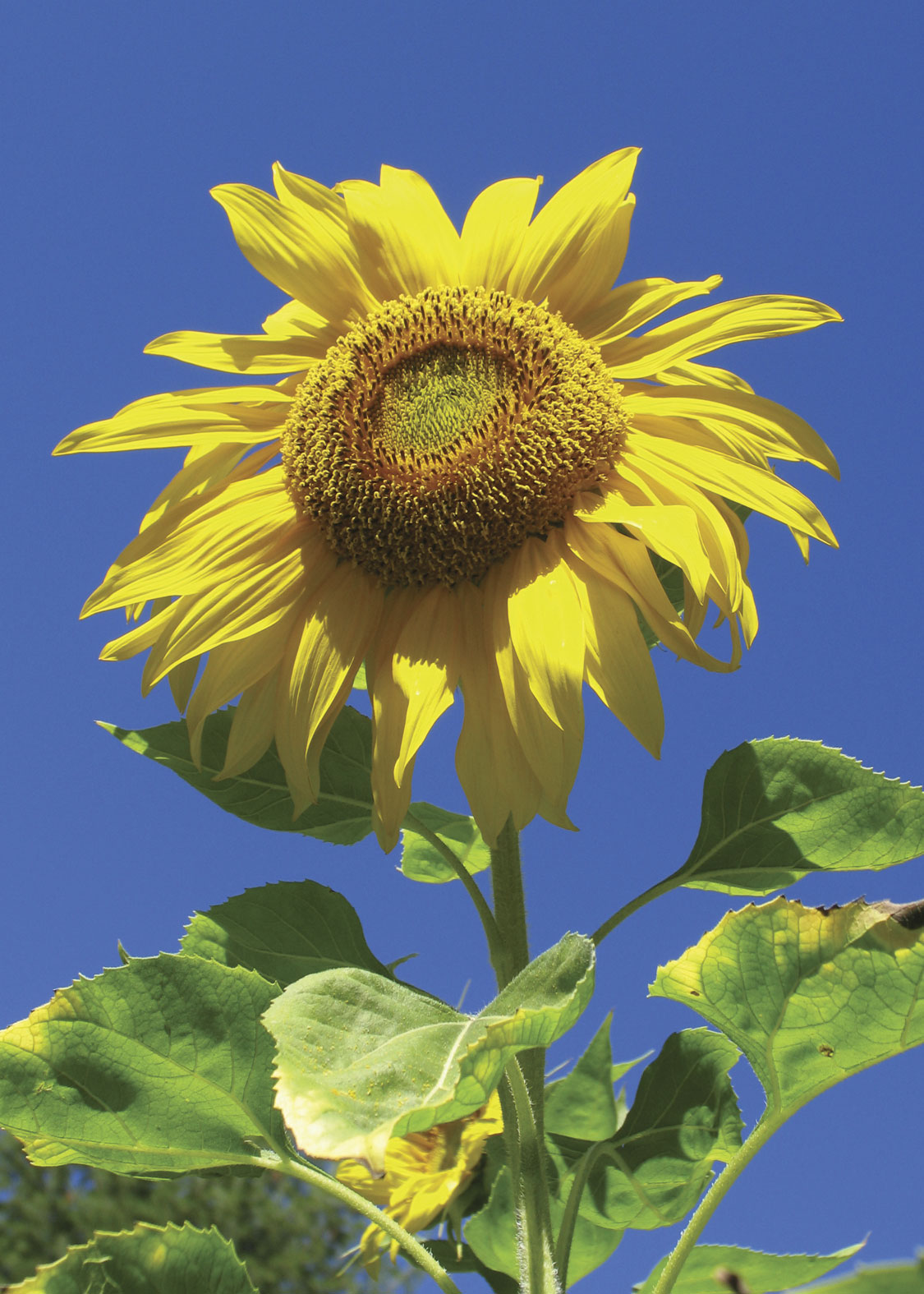 Sunflower (Girasol)