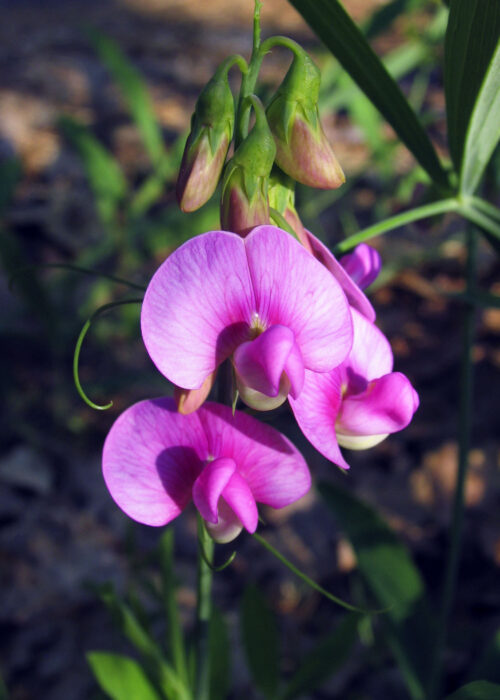 Sweet Pea (Guisante de Olor)