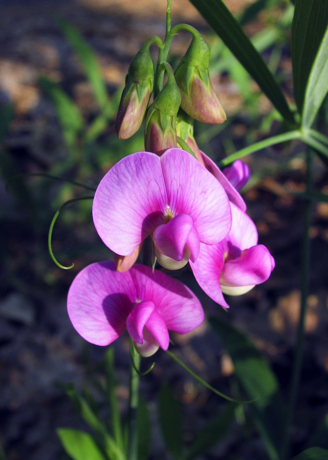 Sweet Pea (Guisante de Olor)