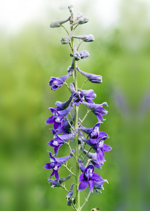 Tall Mountain Larkspur (Espuela de Caballero de Montaña)