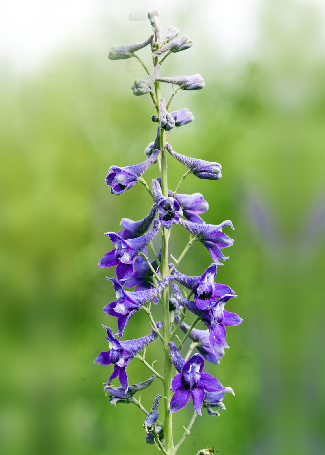 Tall Mountain Larkspur (Espuela de Caballero de Montaña)