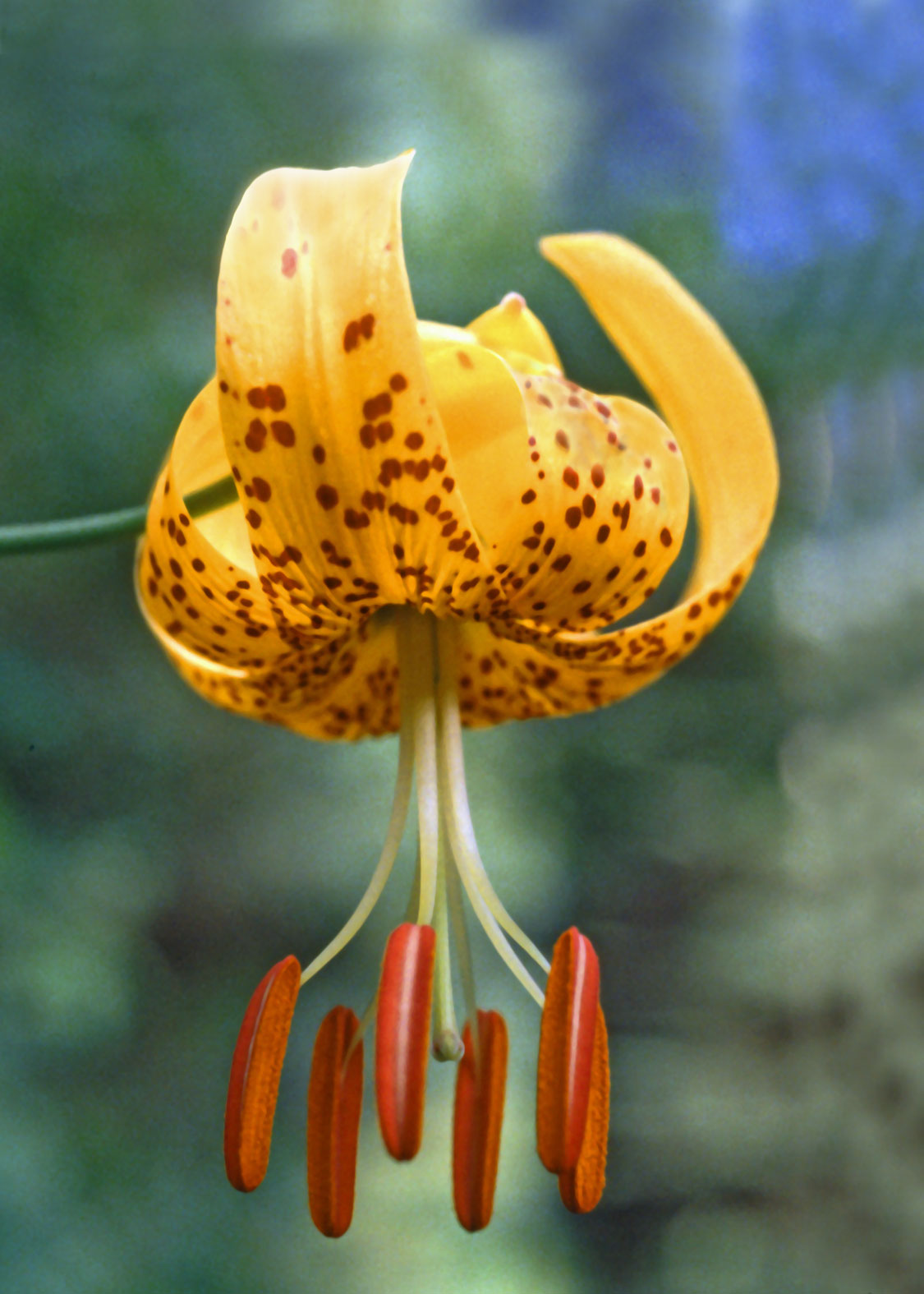 Tiger Lily (Lirio Atigrado)
