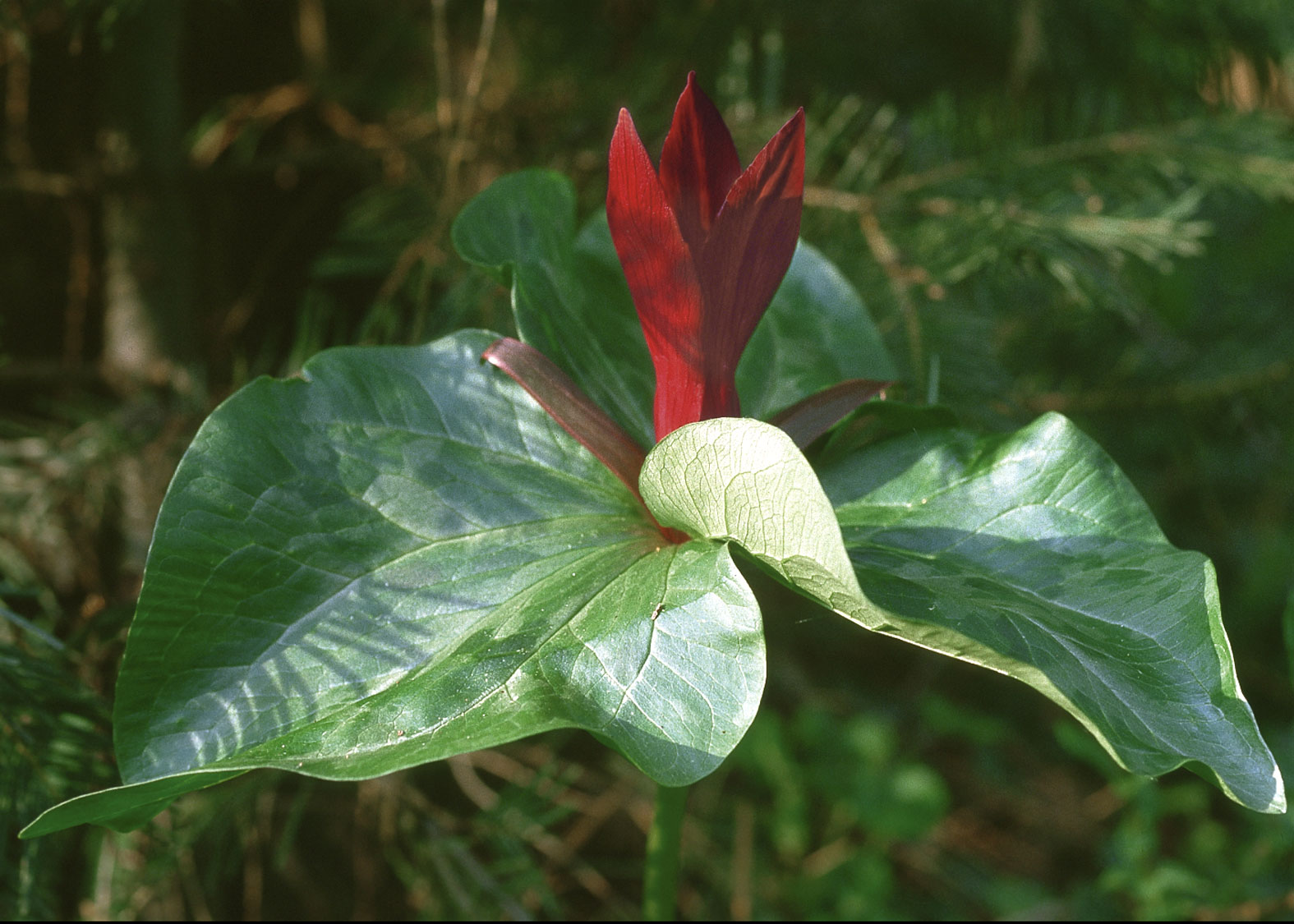 Trillium (Lirio del Bosque)
