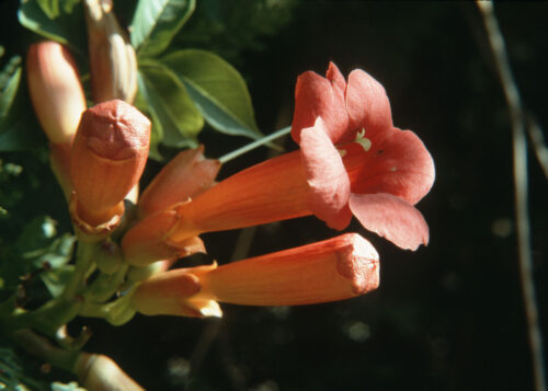 Trumpet Vine (Trompeta trepadora)