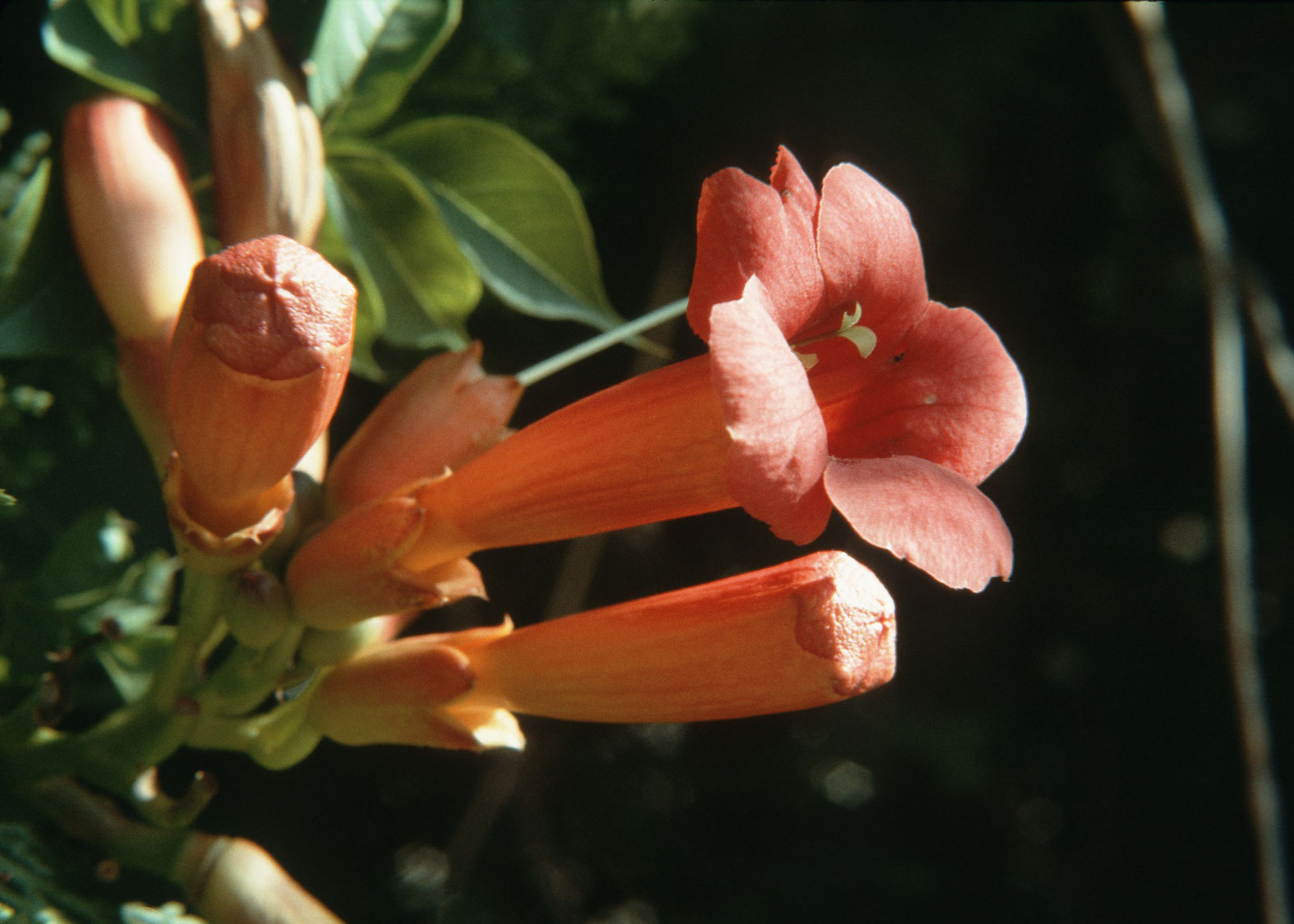 Trumpet Vine (Trompeta trepadora)