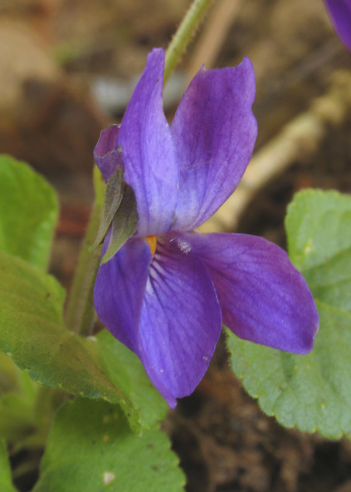 Violet (Violeta)