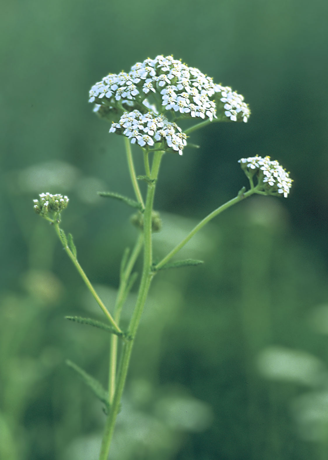 Yarrow (Milenrama blanca, Aquilea)