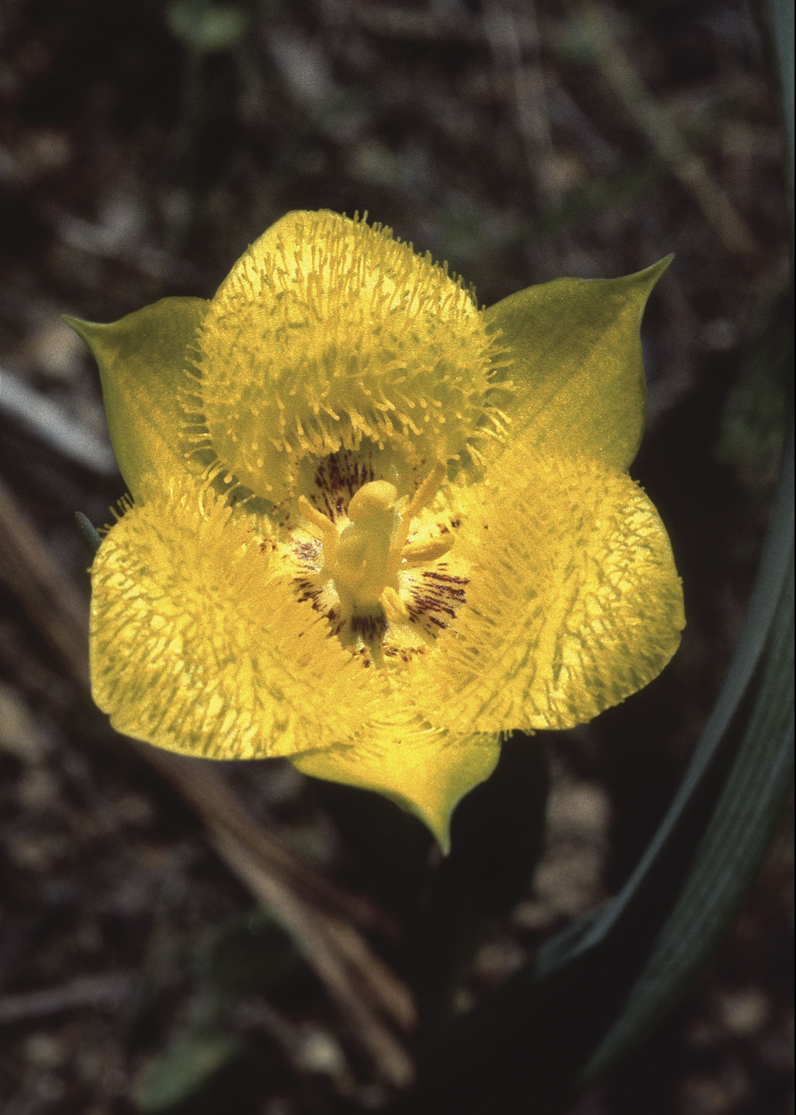 Yellow Star Tulip (Tulipán Estrellado Amarillo)