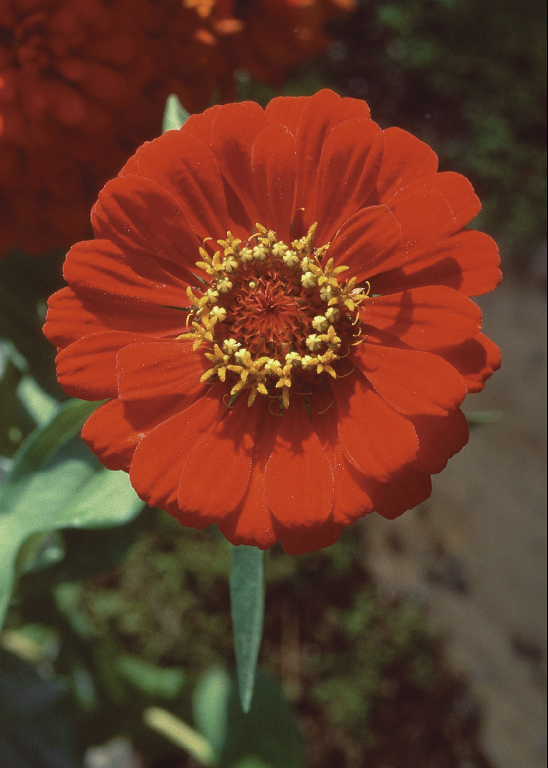 Zinnia (Cinia, Rosa Mística, Flor de papel)